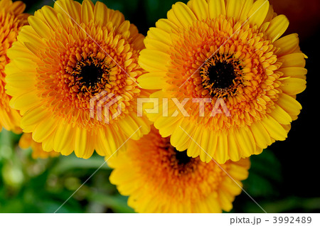 ガーベラ ガーベラ 3992489