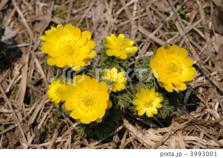 フクジュソウ 3993001