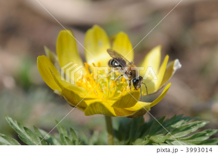フクジュソウ 3993014