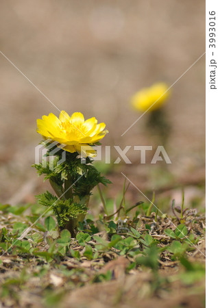 フクジュソウ 3993016