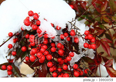 南天と雪 壱 南天と雪 壱 3993059