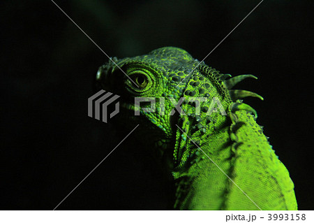 グリーンイグアナ グリーンイグアナ 3993158