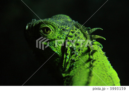グリーンイグアナ 3993159