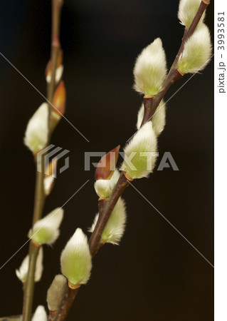 ネコヤナギ黒バック 3993581