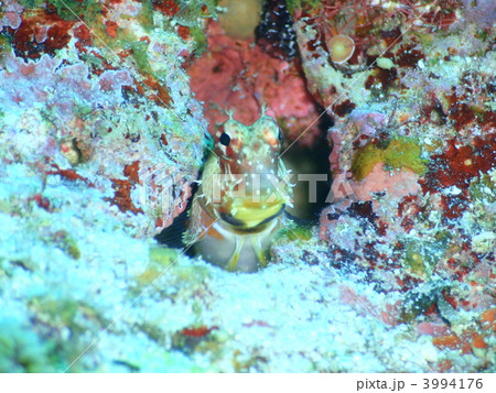 エリグロギンポ 3994176