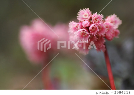 イワカガミの花 3994213