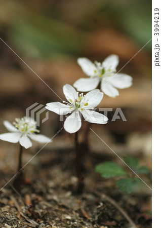 バイカオウレンの花 バイカオウレンの花 3994219