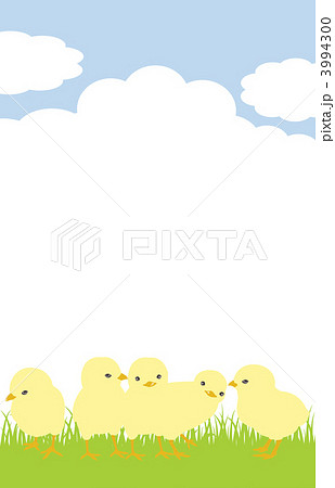 草原のひよこ 3994300