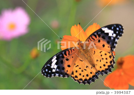 ツマグロヒョウモン（雌） 3994387