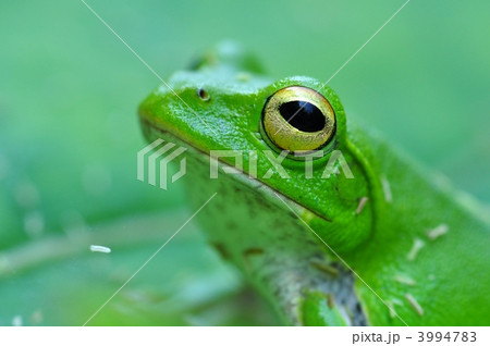 シュレーゲルアオガエル 3994783