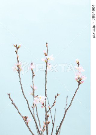 桜 桜 3994904
