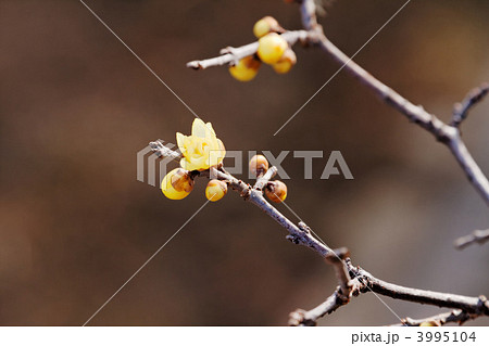 小菅西公園の咲き初めの黄色い蝋梅の花 小菅西公園の咲き初めの黄色い蝋梅の花 3995104