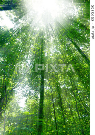 Sunshine in the forest 3995350