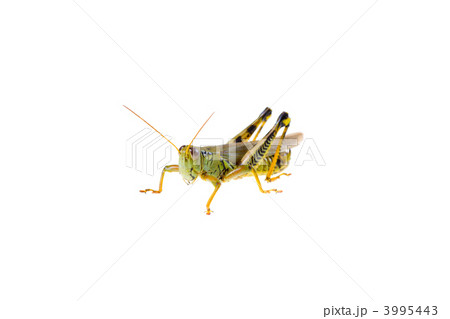 Grasshopper 3995443