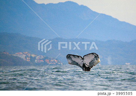Whale watching 3995505