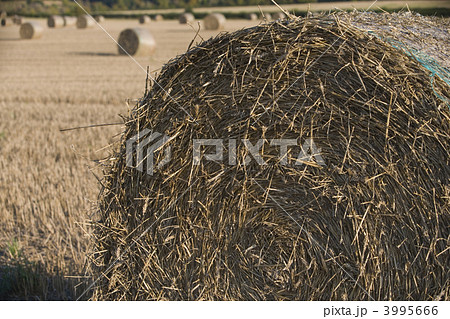 harvest 10 harvest 10 3995666