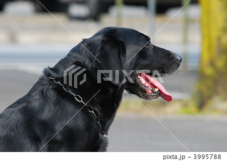 警察犬 警察犬 3995788