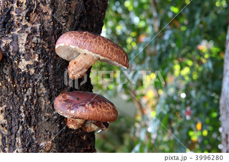 しいたけ 3996280