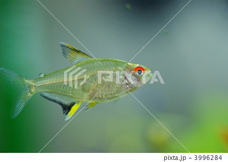 レモンテトラ 3996284