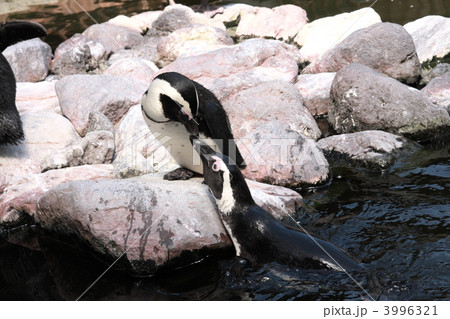 ケープペンギン ケープペンギン 3996321