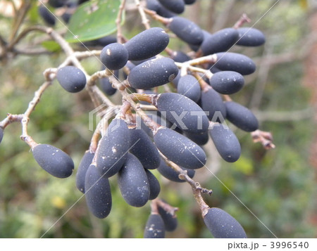 夏に白い花を咲かすネズミモチの実 3996540