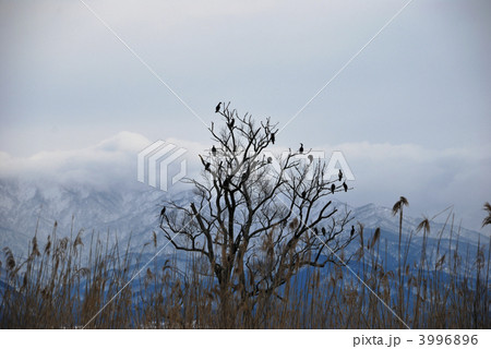 福島潟の木に止まった鵜と雪の二王子岳 3996896