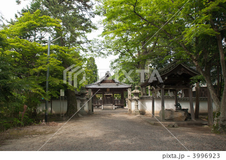 志那神社の参道から見る拝殿 志那神社の参道から見る拝殿 3996923