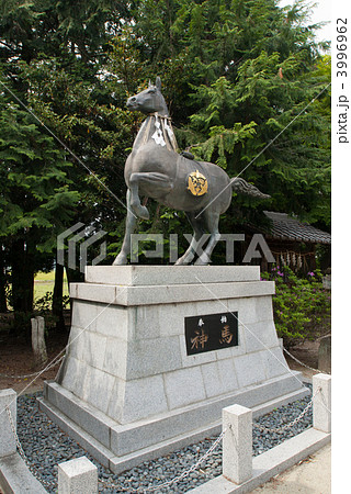 志那神社の神馬 3996962