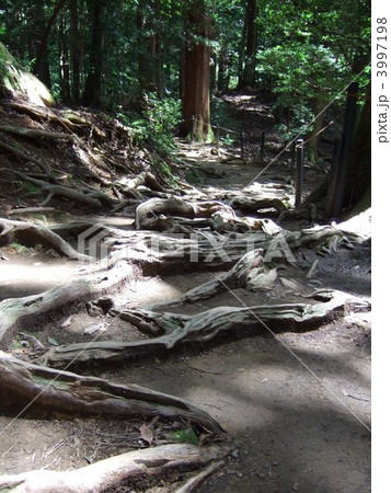 鞍馬山の木の根道 鞍馬山の木の根道 3997198