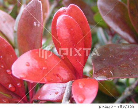 雨上がり赤色の新葉が際立って綺麗なモッコク 3997358