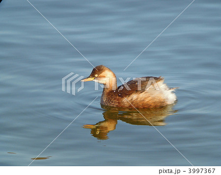 カイツブリ 3997367