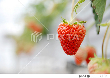 苺狩り（紅ほっぺ） 3997528