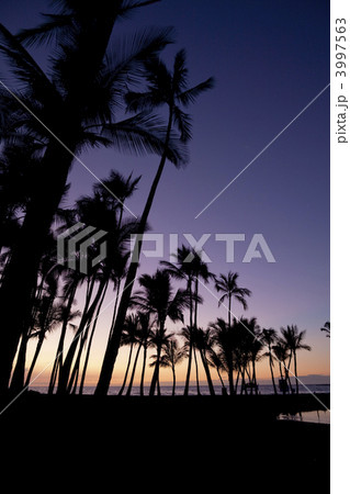 ハワイ島のアナエホオマル・ベイの夕暮れ 3997563