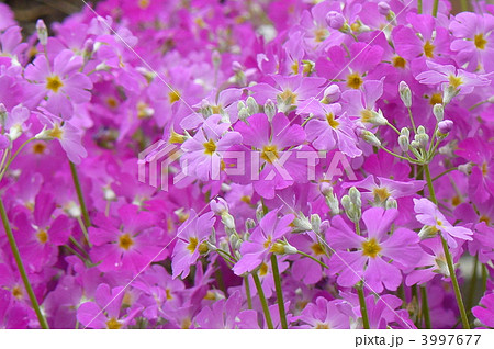 ピンク系の花 桜草 春の草花の写真素材