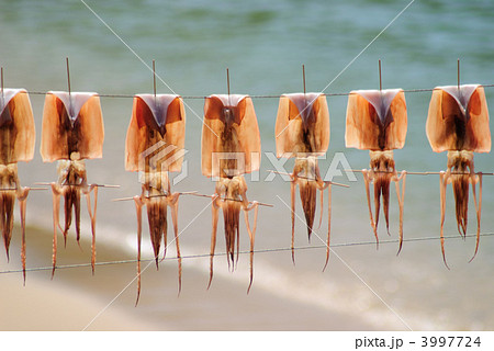 スルメ作り 3997724