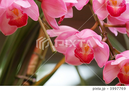 シンビジューム 3997769