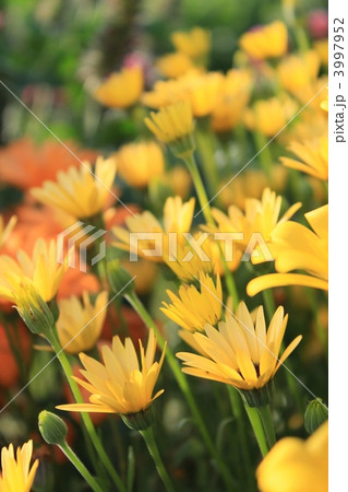 ディモルフォセカ 3997952