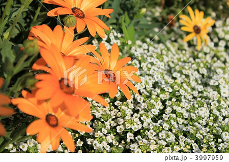 ディモルフォセカ ディモルフォセカ 3997959