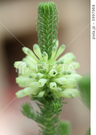 エリカ・セッシリフローラ 3997968