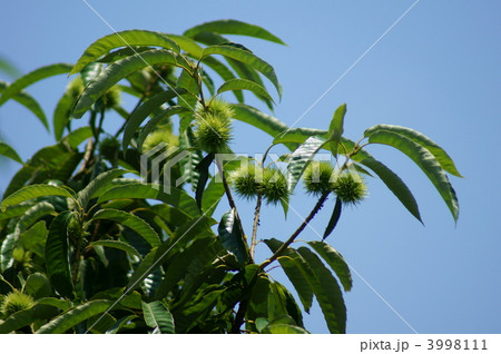 夏の若い栗の実 3998111