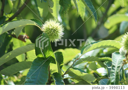 夏の若い栗の実 3998113