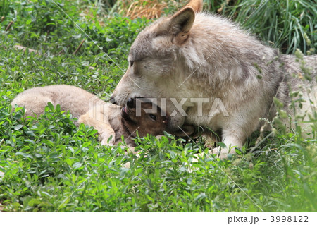 しつけ しつけ 3998122