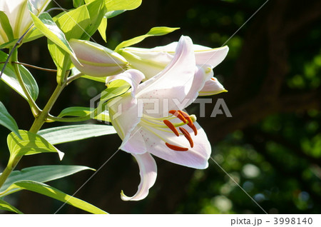 カサブランカ　ミゼットピンク 3998140