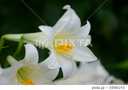 可憐な純白の花　鉄砲百合 3998143