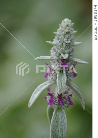 ラムズイヤー　またの名を綿草石蚕(わたちょろぎ) 3998144