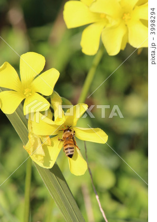 大黄花酢漿草とミツバチ 大黄花酢漿草とミツバチ 3998294