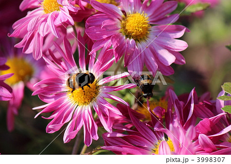 キクとハナアブ 3998307