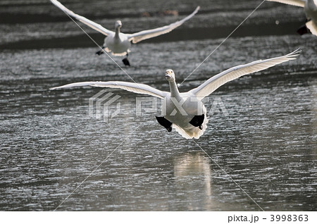 白鳥 白鳥 3998363