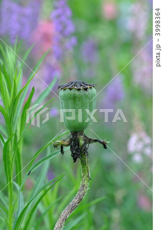 オニゲシの実 オニゲシの実 3998364