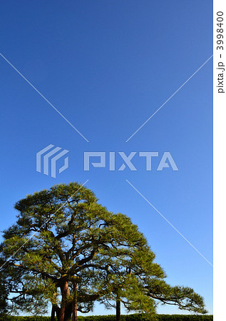 松　青空 3998400